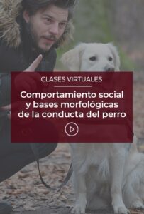 Comportamiento Social Y Bases Morfol Gicas De La Conducta Del Perro