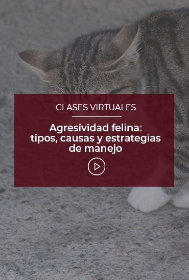 agresividad-felina-tipos-causas-y-estrategias-de-manejo