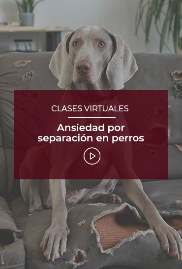 ansiedad-por-separacion-en-perros