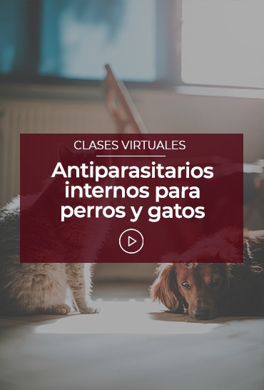 Antiparasitarios internos para perros y gatos