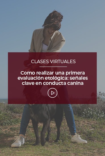 como-realizar-una-primera-evaluacion-etologica-senales-clave-en-conducta-canina