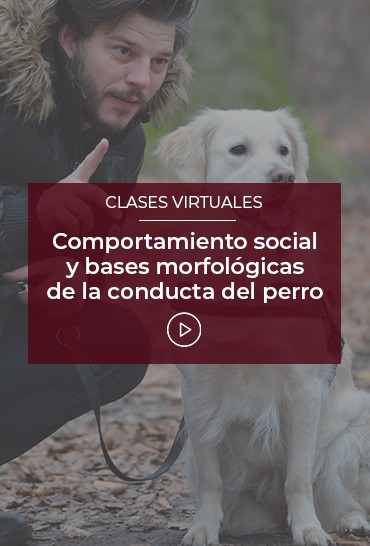 Comportamiento-social-y-bases-morfologicas-de-la-conducta-del-perro