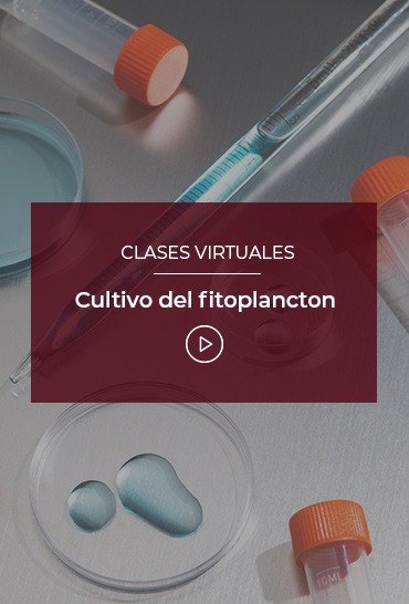 cultivo-del-fitoplancton