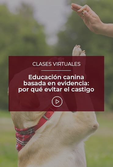 educacion-canina-basada-en-evidencia-por-que-evitar-el-castigo