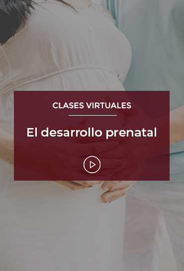 El desarrollo prenatal