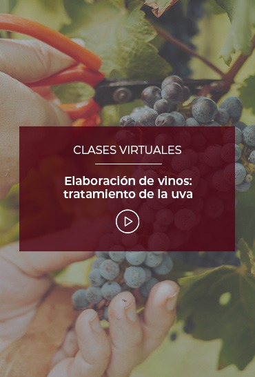 elaboracion-de-vinos-tratamiento-de-la-uva