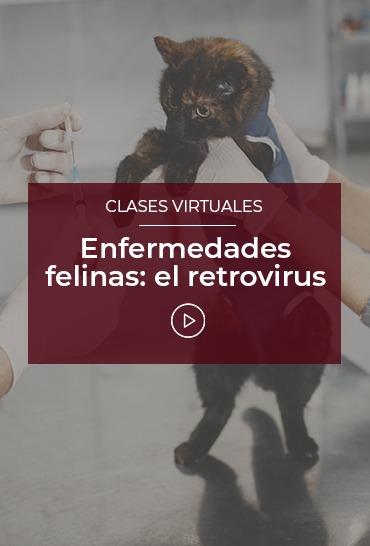 Enfermedades-felinas-el-retrovirus