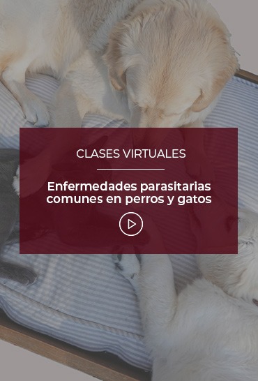 enfermedades-parasitarias-comunes-en-perros-y-gatos