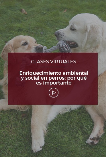 enriquecimiento-ambiental-y-social-en-perros-por-que-es-importante