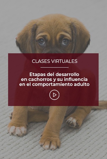 etapas-del-desarrollo-en-cachorros-y-su-influencia-en-el-comportamiento-adulto