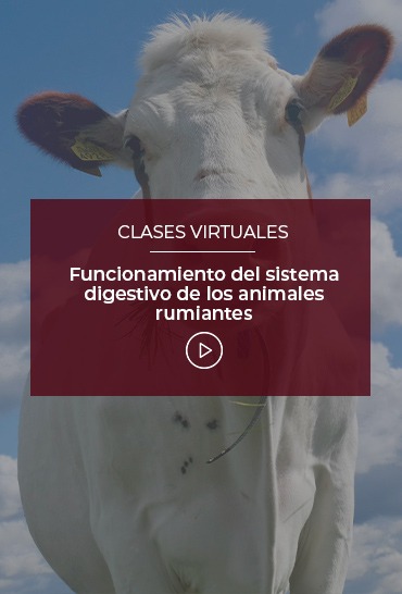 funcionamiento-del-sistema-digestivo-de-los-animales-rumiantes