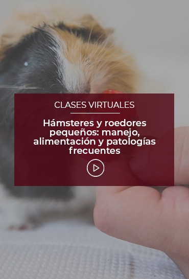 hamsteres-y-roedores-pequenos-manejo-alimentacion-y-patologias-frecuentes