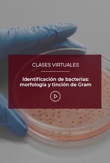identificacion-de-bacterias-morfologia-y-tincion-de-gram