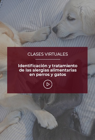 identificacion-y-tratamiento-de-las-alergias-alimentarias-en-perros-y-gatos