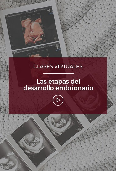 las-etapas-del-desarrollo-embrionario