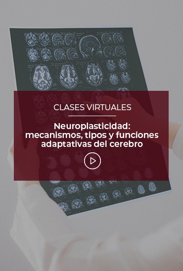 neuroplasticidad-mecanismos-tipos-y-funciones-adaptativas-del-cerebro
