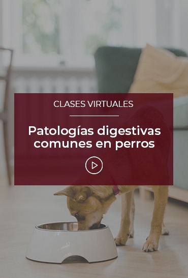 patologias-digestivas-comunes-en-perros