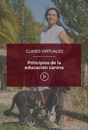 principios-de-la-educacion-canina