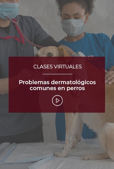problemas-dermatologicos-comunes-en-perros