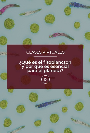 que-es-el-fitoplancton-y-por-que-es-esencial-para-el-planeta