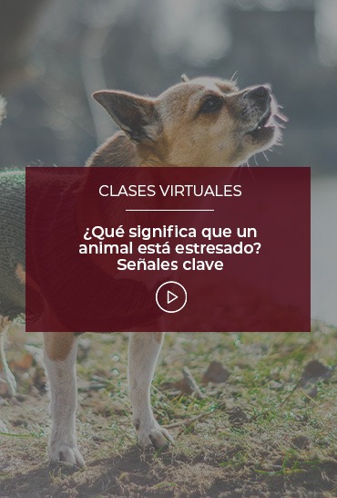 que-significa-que-un-animal-esta-estresado-senales-clave