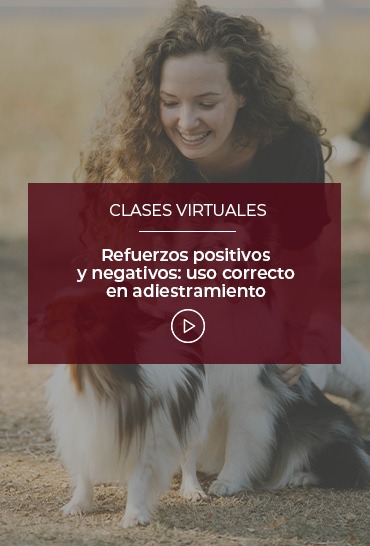 refuerzos-positivos-y-negativos-uso-correcto-en-adiestramiento